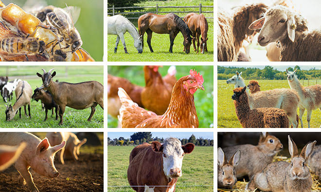 top-10-most-profitable-livestock-farming-business-2022