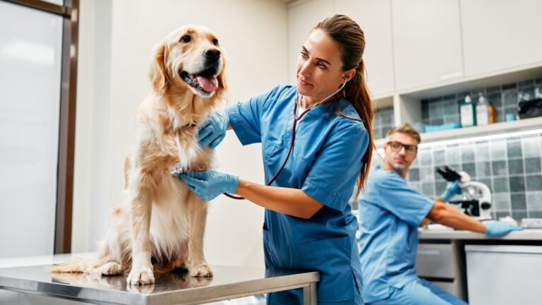 Best Majors for a Veterinarian